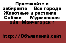 Приезжайте и забирайте. - Все города Животные и растения » Собаки   . Мурманская обл.,Мончегорск г.